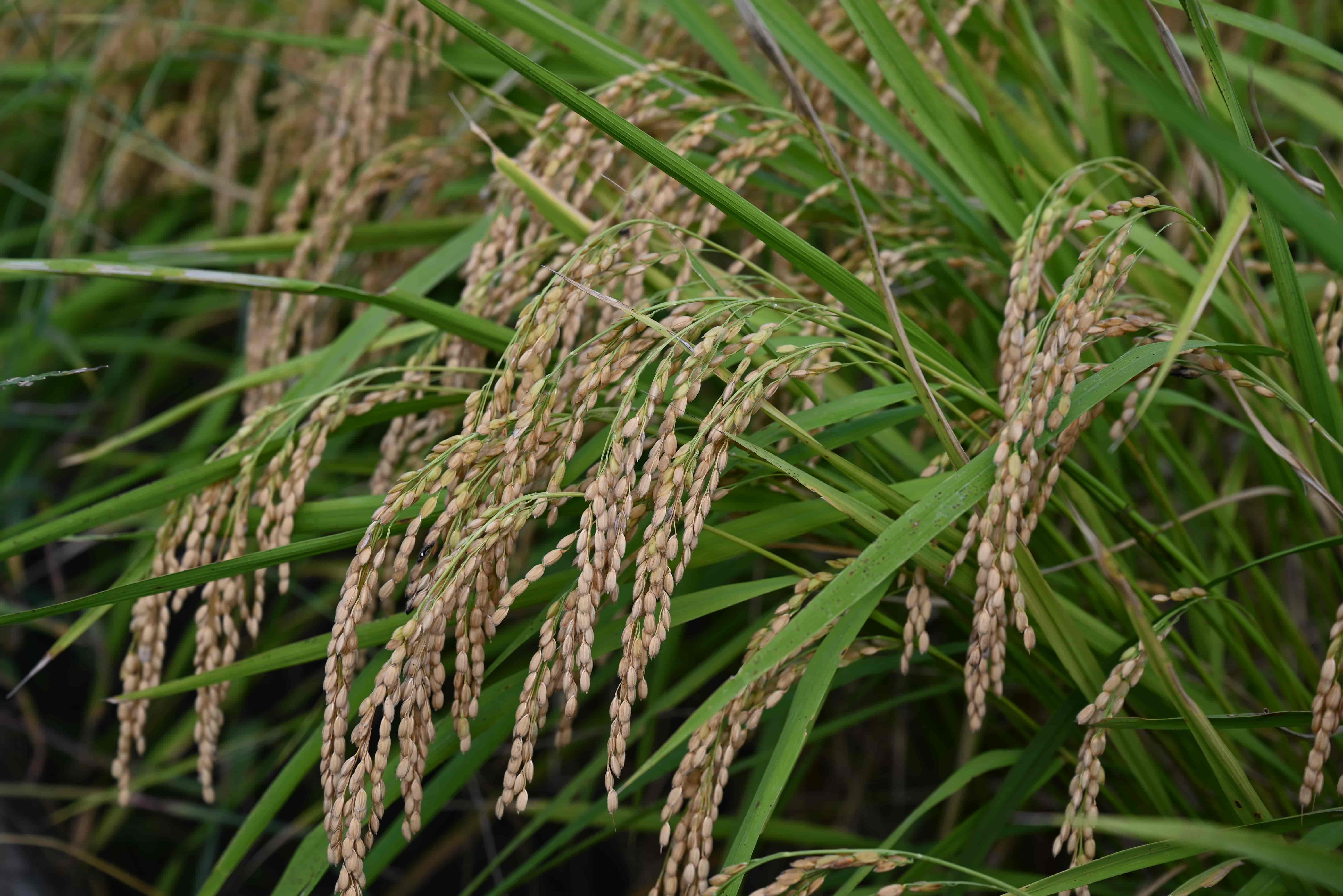 【体験談】空き家バンクでトラブルになった話 その1