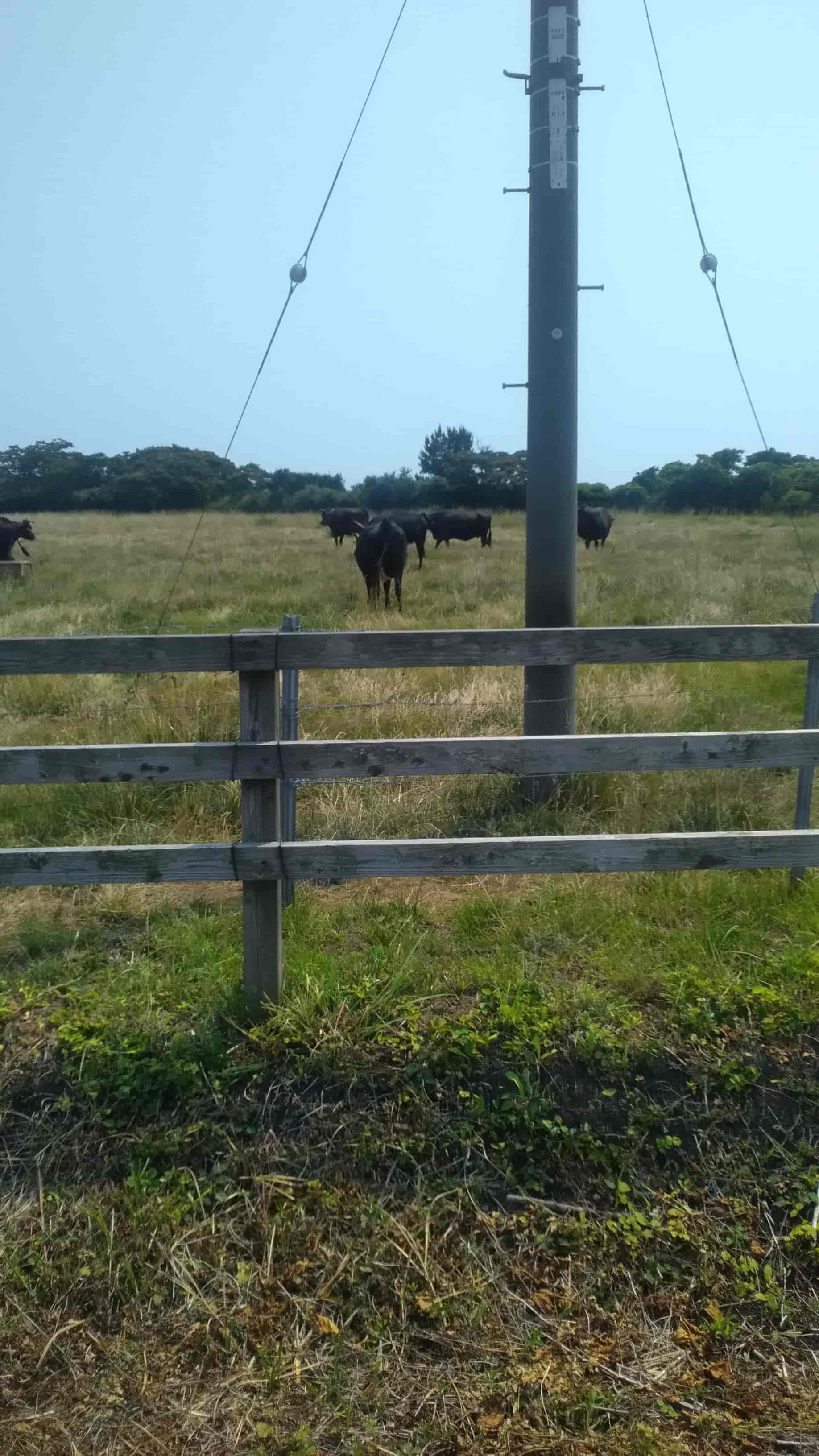 隠岐の島牛の放牧